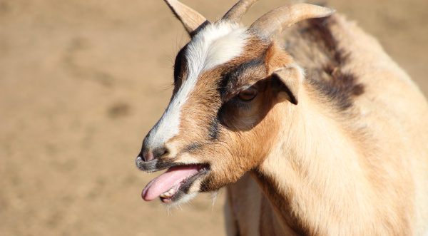 Goat in Rabat, Morocco