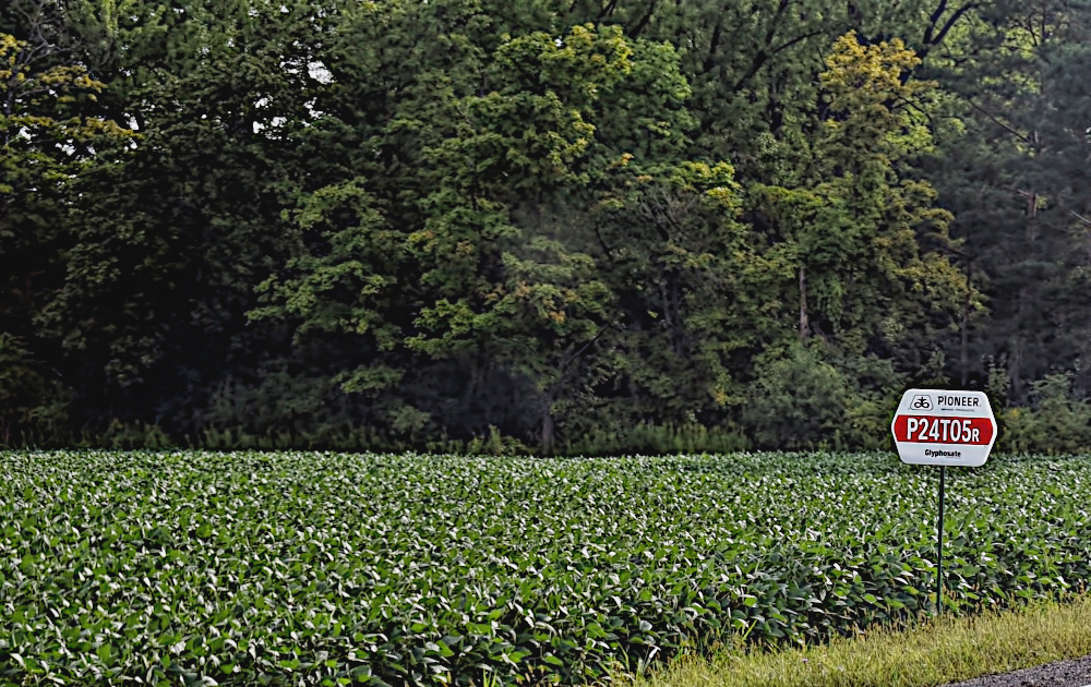 MO-enhanced soybean field, 2017. Image credit: Jo Zimny