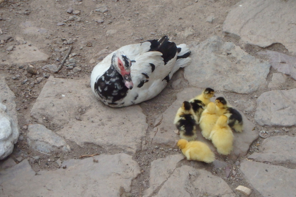 Muscovy ducks and her chicks