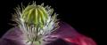 Flower and capsule of the opium poppy. Image credit: Raül Soteras, AgriChange Project.